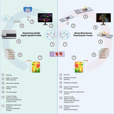 Compartmentalized spatial profiling of the tumor microenvironment in head and neck squamous cell carcinoma identifies immune checkpoint molecules and tumor necrosis factor receptor superfamily members as biomarkers of response to immunotherapy